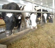 A typical dairy cow needs about one per cent potassium in her daily diet to maintain a number of normal body functions, including good milk and milkfat production.