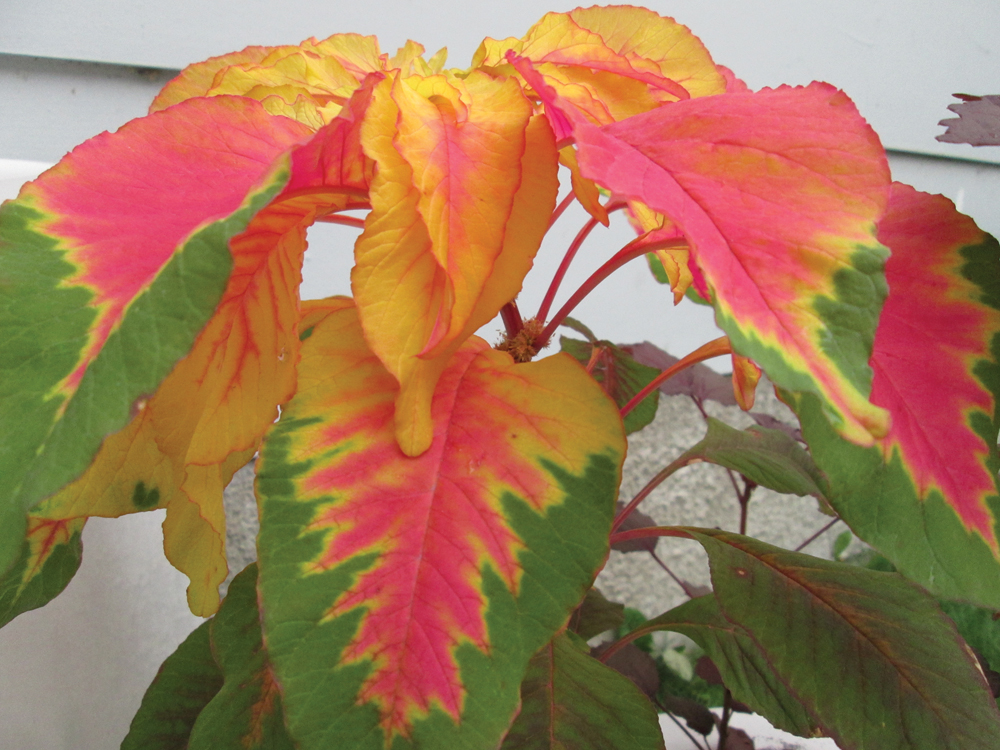 Summer poinsettia