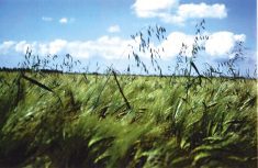 It’s not just a matter of new resistant weeds turning up, weeds that already have resistance are also spreading out.