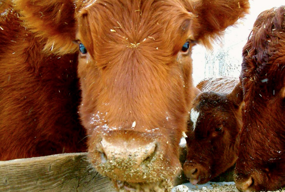 Understanding feedlot margins