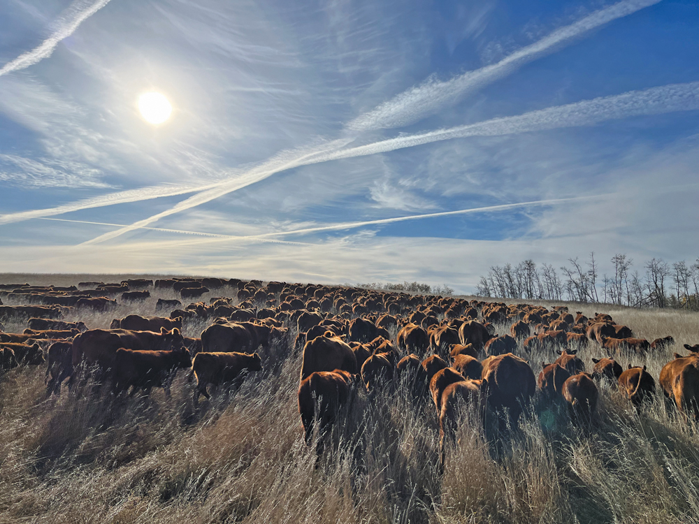 Bringing cows home last fall marks the end of a season, and the opportunity to challenge my mindset and embrace new goals for next season.
