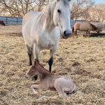 This older mare foaled on May 11 three years in a row and each time delivered a grey stud colt. Will she follow the same pattern in 2023? Stay tuned.