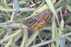 A grasshopper in a canola field near Starbuck, Man. in the summer of 2019. (MarketsFarm photo by Glen Hallick)
