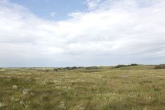 Native prairie near Hanley, Sask.