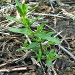 How to improve pre-seed herbicide applications