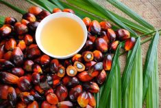 File photo of fresh palm fruits and palm oil. (Slpu9945/iStock/Getty Images)