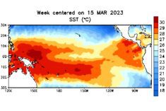 Pacific Ocean sea surface temperatures in degrees Celsius for the week centred on March 15, 2023. (CPC.ncep.noaa.gov)
