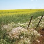 As part of a series of weed abundance surveys, 2,277 fields across Saskatchewan were surveyed in 2019 and 2021. That data was used to provide metrics such as the frequency and density with which weed species can occur in a region after post-emergence herbicide application.
