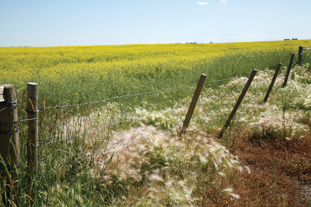 As part of a series of weed abundance surveys, 2,277 fields across Saskatchewan were surveyed in 2019 and 2021. That data was used to provide metrics such as the frequency and density with which weed species can occur in a region after post-emergence herbicide application.