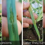Water-soaked lesions after artificial inoculations in the chambers.