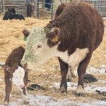 Cow 56 and the new calf finally bonded. After just a few times of having the calf nurse, the cow started licking the calf and accepting it as her own.