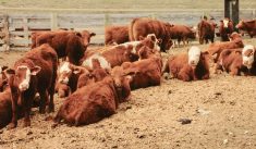 There are many things to consider when selecting replacement heifers and that may include looking at health records to see if they had any BRD events in their past. 