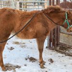 a foal stands tied quietly with the rump rope