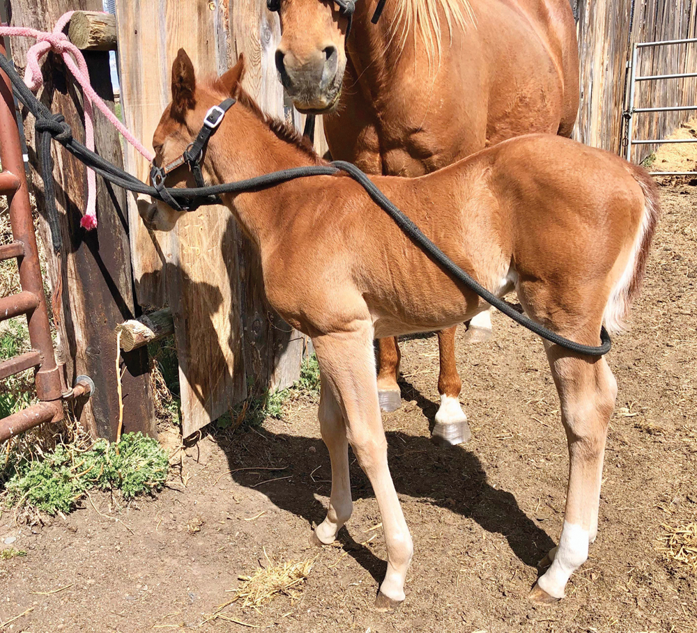 A foal tied with the rump rope next to its mother