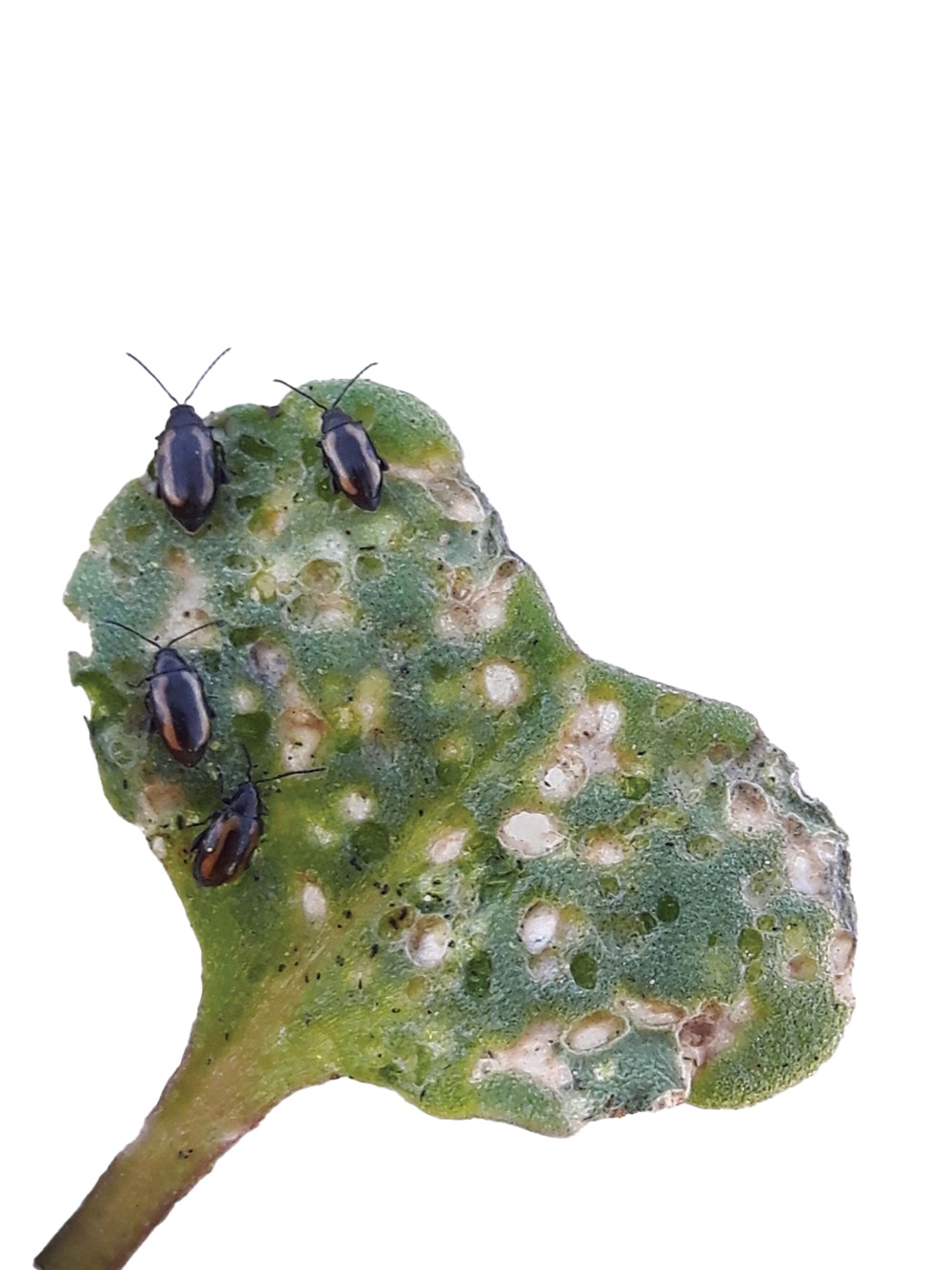 In high-risk areas where a crop is stalled and flea beetles are feeding aggressively, the action threshold of 25 per cent may be met and surpassed within hours. In a situation like this, growers may want to spray at less than 25 per cent leaf area loss, giving the crop a chance to get through the day a little stronger, offers CCC’s Curtis Rempel.