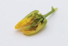 A canola flower midge larva inside a galled flower. Larvae are initially white in colour and turn a darker yellow colour as they feed and develop.