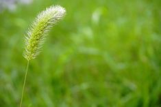 The first step in weed management is knowing what weed species you have in your fields.