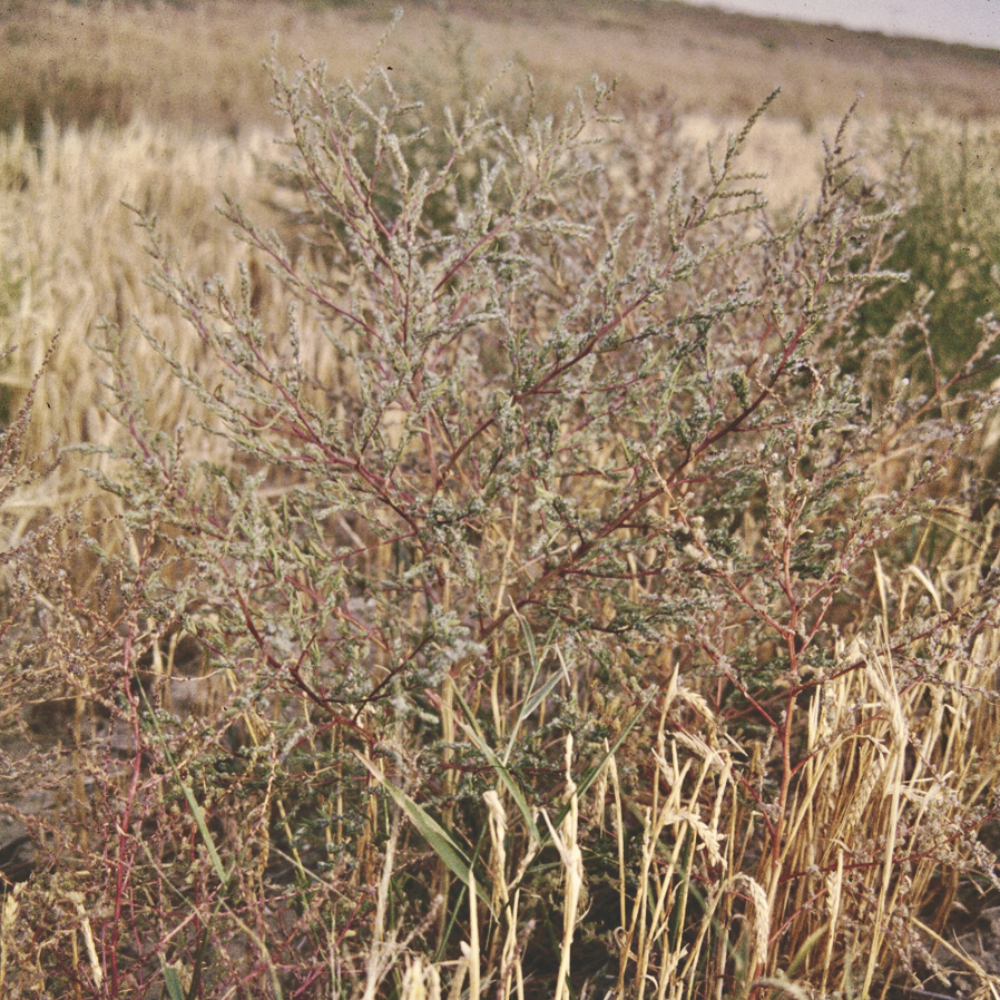 With the increasing incidence of herbicide resistance, producers must adjust their strategies to manage kochia and other resistant weeds.