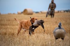 File photo of a goose hunter and dog in Canada. (Brian Scholl/iStock/Getty Images)
