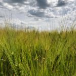 A barley crop south of Ethelton, Sask. on July 30, 2019. (Dave Bedard photo)