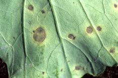 Alternaria in a canola leaf. By understanding the interactions between the host, pathogen and environment, farmers can better develop an effective disease management strategy.