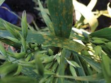 Crown rust produces tiny, orange pustules on oat leaves. Each pustule contains thousands of spores that can travel long distances when released.