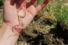 Aphanomyces euteiches is believed to be one of the main culprits behind the increasing incidence of root rot in pulse crops such as lentils in Western Canada.