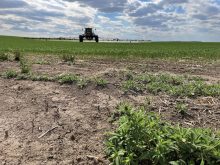 This field sprayer carrying OnDeck herbicide approaches a patch of kochia to apply a unique combination of actives including tolpyralate, a newer active ingredient, and bromoxynil, which are Group 27 and Group 6 herbicides, respectively, for effective control of kochia, herbicide-resistant kochia and other broadleaf weeds.