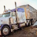 It reduces stress and the impact on calves if they have two to three weeks to adjust to life after weaning before being trucked.