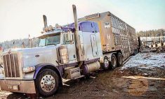 It reduces stress and the impact on calves  if they have two to three weeks to adjust to life after weaning before being trucked.