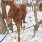 A horse lifts his legs over branches.