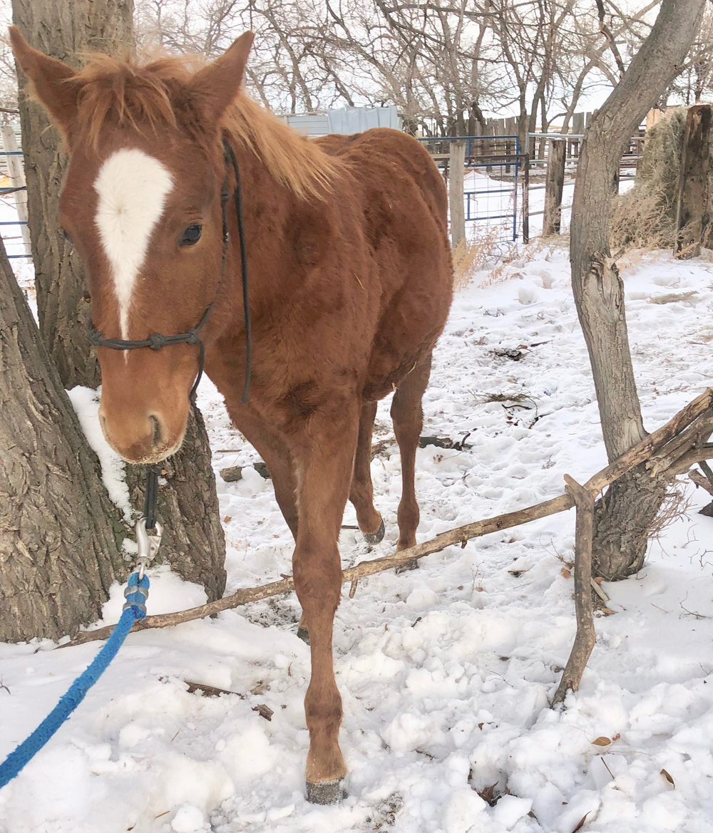A horse lifts his legs over branches.