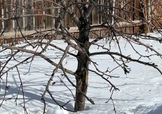 This Prairie Magic apple tree has scarring on the lower trunk. The wound appears to have healed over well but it should be monitored closely for any change.