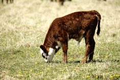 The three scour vaccines on the market in Canada are good at getting protection to calves into colostrum for the different common causes of scours.