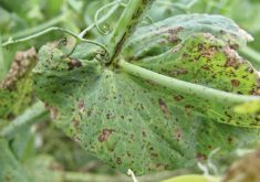 Mycosphaerella blight (shown in photo) may pose a disease threat to pea crops in Alberta.