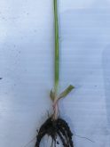 This photo is of a wheat plant at growth stage 31, which is generally the best time to apply a plant growth regulator to a cereal crop.