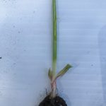 This photo is of a wheat plant at growth stage 31, which is generally the best time to apply a plant growth regulator to a cereal crop.