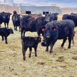 For optimum rebreeding performance cows need a proper body condition score and also a balanced blend of vitamins and minerals. When comparing "vit-min" products be sure to read the label for feeding level. The feeding rate of loose mineral or mixed into the beef cows’ diet is between 100 – 300 grams, per head, daily.