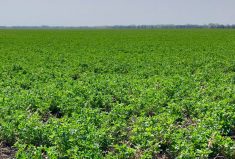 If there are wet conditions during the growing season, producers should think about have alfalfa hay tested for nitrate levels.
