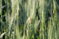 The grasshopper species that damage crops