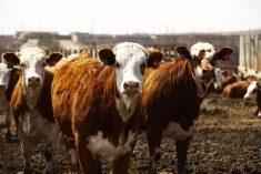 U.S. and Canadian beef cow slaughter has been higher than expected throughout the first quarter of 2023, but this is expected to change.