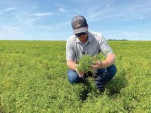 Dustin McLaren, a territory manager for Corteva Agriscience, inspects lentils