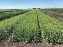 A look at one of the plot locations used during the field testing of the University of Manitoba’s fusarium head blight risk assessment tool.