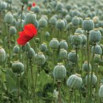 Canada could become a major grower and exporter of poppy seed or, perhaps, we could explore its oilseed and feed or food potential for the Prairies.