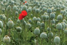 Canada could become a major grower and exporter of poppy seed or, perhaps, we could explore its oilseed and feed or food potential for the Prairies.