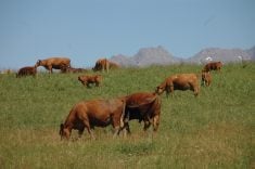 Pasture conditions during the spring and summer always have an affect on beef markets.