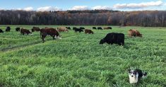  There are 37 acres of annual pasture seeded to two different blends including a cover crop blend that includes, oats, peas, sunn hemp, sunflower, crimson clover, lablab (a forage legume that grows similar to sweet pea), and radish.
