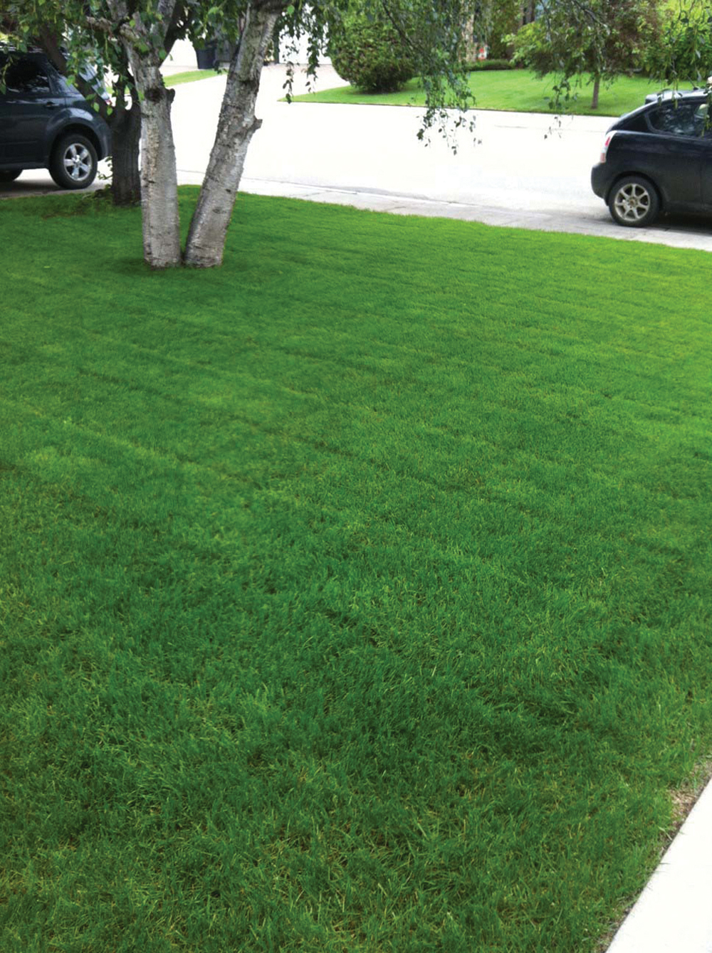 This is Kevin Bloski’s front lawn seeded with a majority of Kentucky bluegrass and a grass seed mix from Early’s called Erin Green. Bloski, who consistently waters the double trunk weeping birch tree, says it’s one of the few remaining weeping birch trees in Saskatoon.