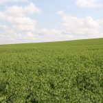 In 2021, 3.8 million acres of peas removed 1.6 million tonnes of carbon dioxide.