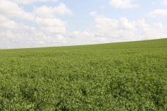 In 2021, 3.8 million acres of peas removed 1.6 million tonnes of carbon dioxide.